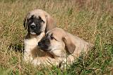 KANGAL 077